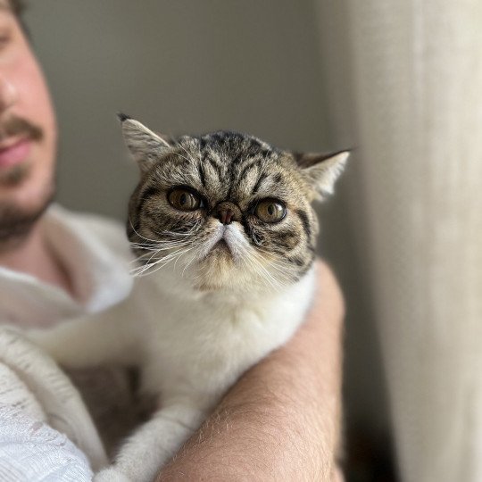 TOSCANE De La Vallée Ternoise Femelle Exotic Shorthair