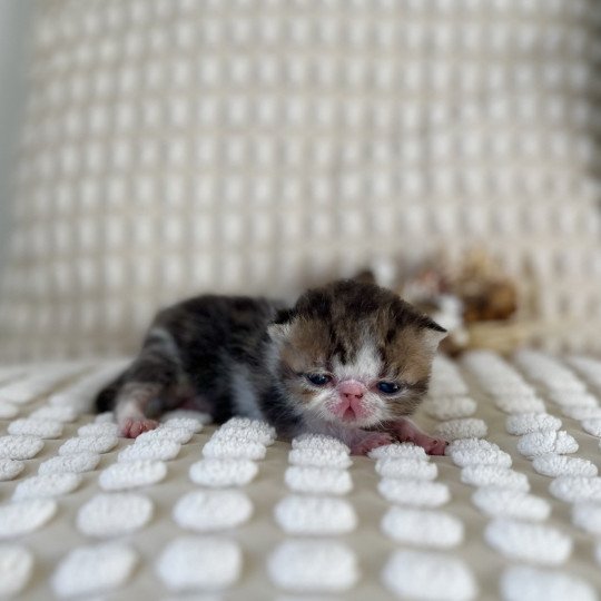 chaton Exotic Shorthair brown blotched tabby bicolor Yori Chatterie Félin D’intérieur