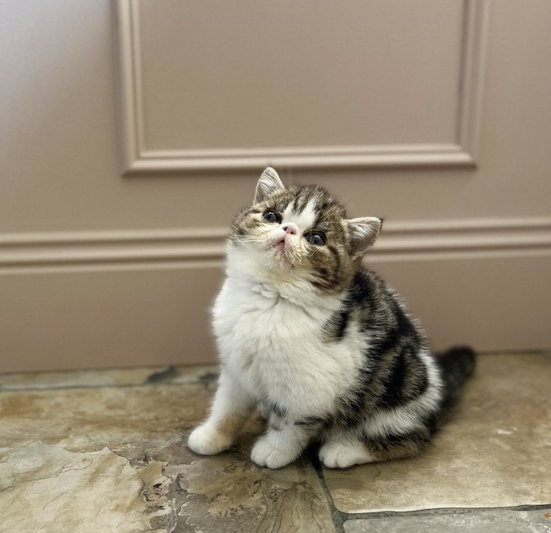 Yori Des Félins D’intérieur Mâle Exotic Shorthair