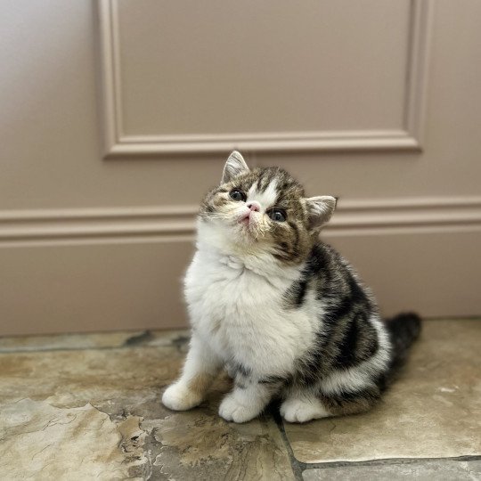 Yori Des Félins D’intérieur Mâle Exotic Shorthair