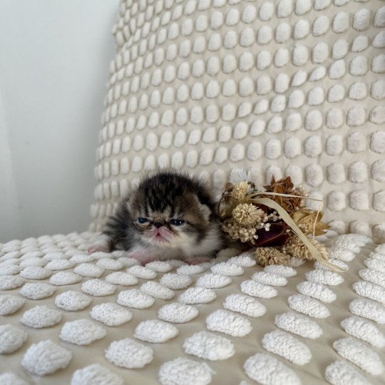 chaton Exotic Shorthair brown blotched tabby bicolor Yveline Chatterie Félin D’intérieur