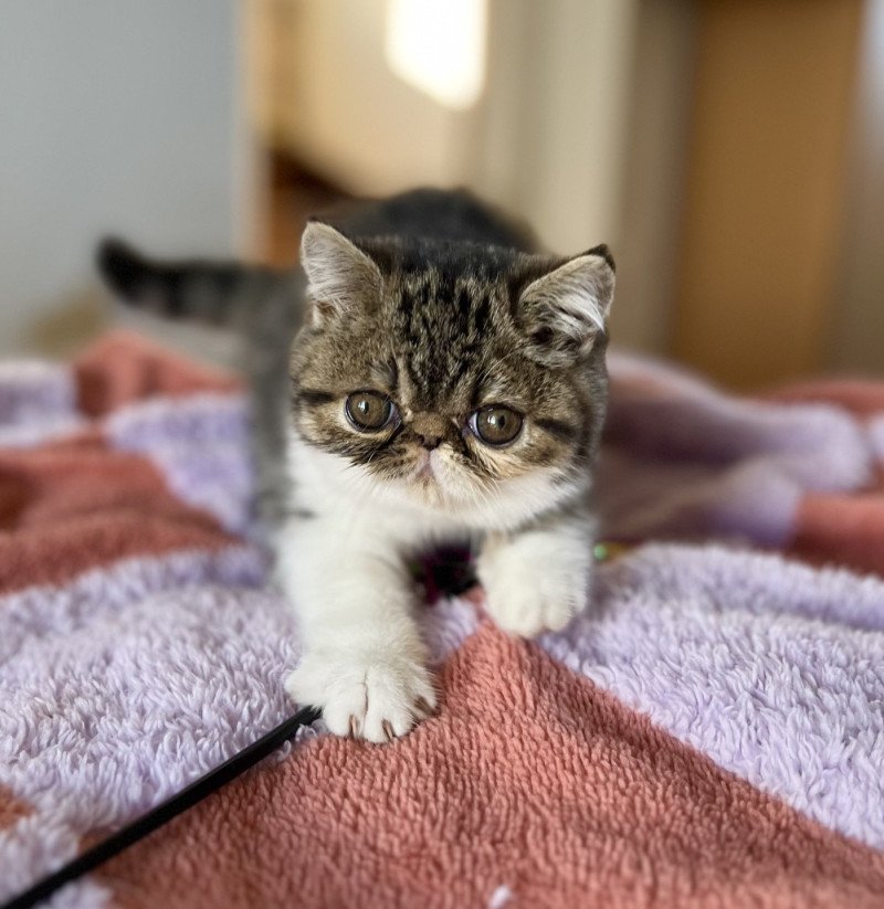 Yveline Des Félins D’intérieur Femelle Exotic Shorthair