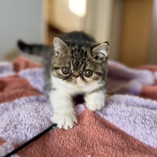 Yveline Des Félins D’intérieur Femelle Exotic Shorthair