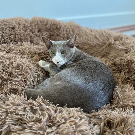 MAÏA Femelle Oriental Shorthair