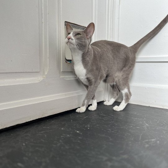 chat Oriental Shorthair lilac bicolor MAÏA Chatterie Félin D’intérieur