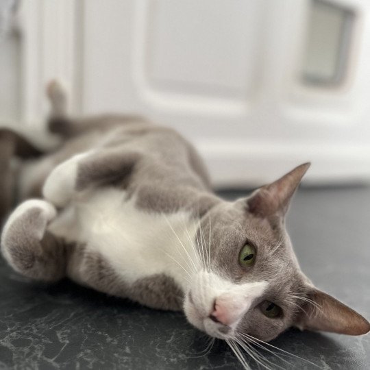 chat Oriental Shorthair lilac bicolor MAÏA Chatterie Félin D’intérieur