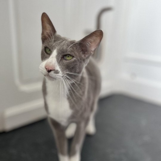 chat Oriental Shorthair lilac bicolor MAÏA Chatterie Félin D’intérieur