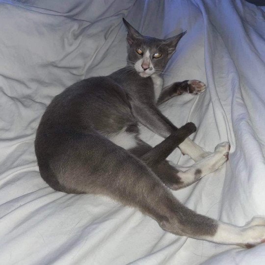 chat Oriental Shorthair lilac bicolor MAÏA Chatterie Félin D’intérieur