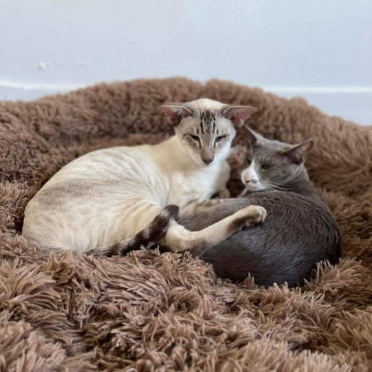 chat Oriental Shorthair lilac bicolor MAÏA Chatterie Félin D’intérieur