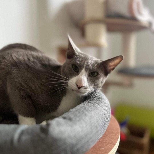 chat Oriental Shorthair lilac bicolor MAÏA Chatterie Félin D’intérieur