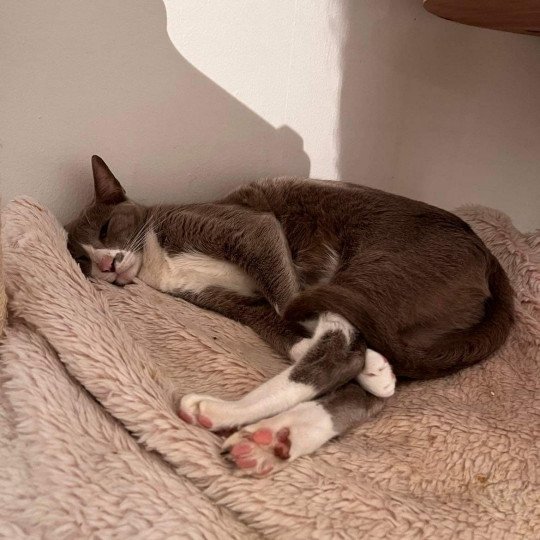 chat Oriental Shorthair lilac bicolor MAÏA Chatterie Félin D’intérieur
