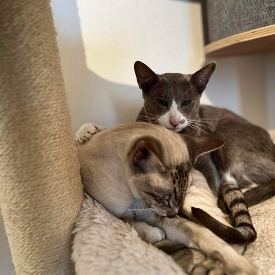 chat Oriental Shorthair lilac bicolor MAÏA Chatterie Félin D’intérieur