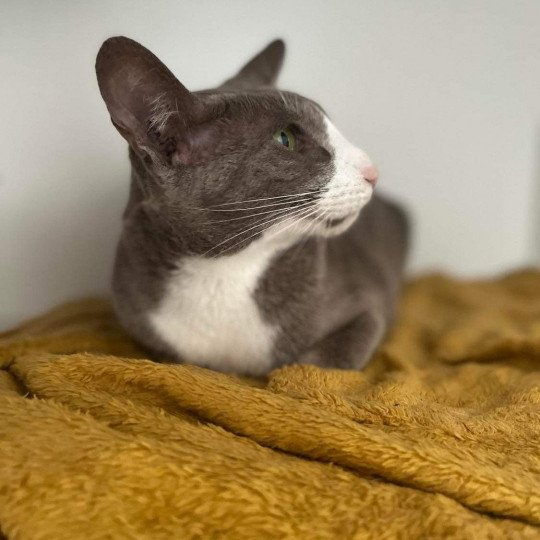 chat Oriental Shorthair lilac bicolor MAÏA Chatterie Félin D’intérieur