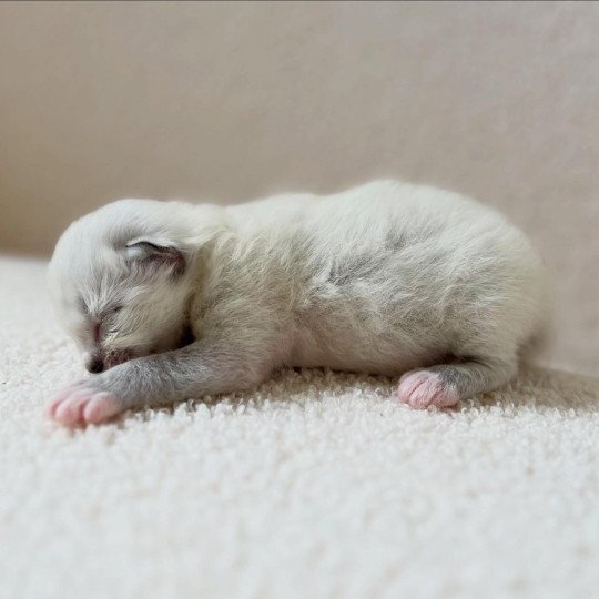 chaton Sacré de Birmanie Achille Chatterie Félin D’intérieur
