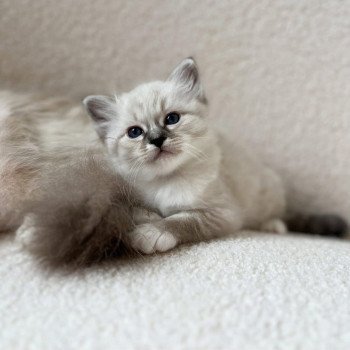 chaton Sacré de Birmanie Amour Chatterie Félin D’intérieur