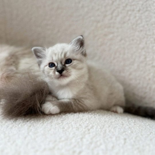 chaton Sacré de Birmanie Amour Chatterie Félin D’intérieur