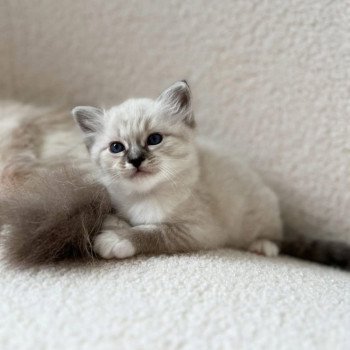 chaton Sacré de Birmanie Amour Chatterie Félin D’intérieur