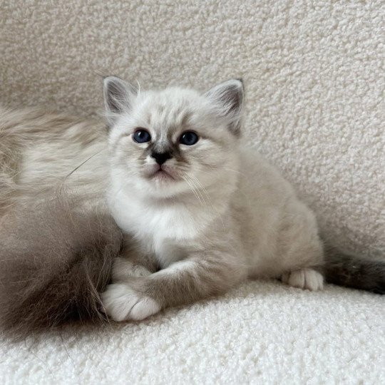 chaton Sacré de Birmanie Amour Chatterie Félin D’intérieur