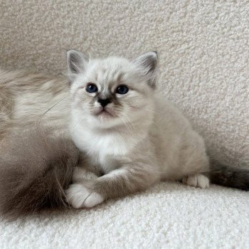 chaton Sacré de Birmanie Amour Chatterie Félin D’intérieur