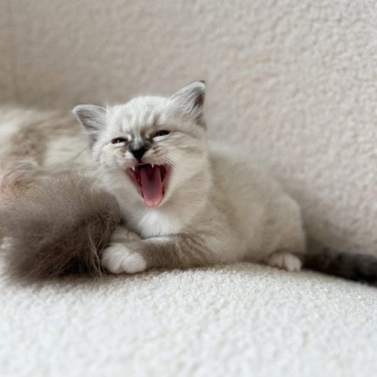 chaton Sacré de Birmanie Amour Chatterie Félin D’intérieur