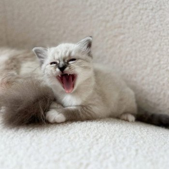 chaton Sacré de Birmanie Amour Chatterie Félin D’intérieur