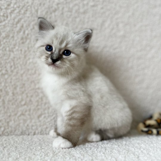 chaton Sacré de Birmanie Amour Chatterie Félin D’intérieur