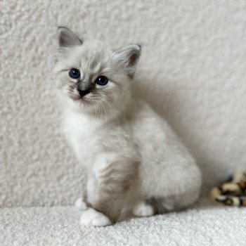 chaton Sacré de Birmanie Amour Chatterie Félin D’intérieur