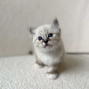 chaton Sacré de Birmanie Amour Chatterie Félin D’intérieur