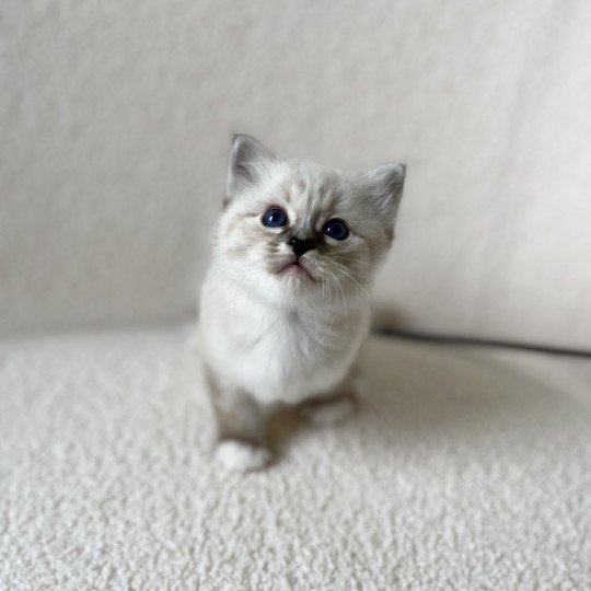 chaton Sacré de Birmanie Amour Chatterie Félin D’intérieur