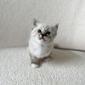 chaton Sacré de Birmanie Amour Chatterie Félin D’intérieur