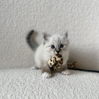 chaton Sacré de Birmanie Amour Chatterie Félin D’intérieur