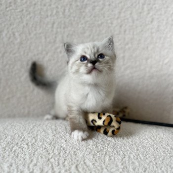 chaton Sacré de Birmanie Amour Chatterie Félin D’intérieur