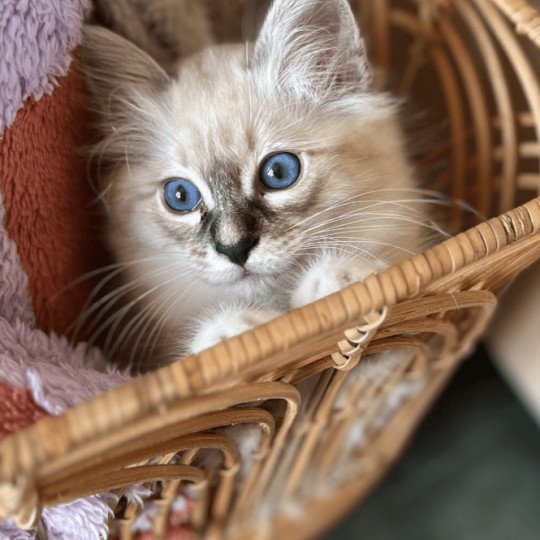 chaton Sacré de Birmanie Amour Chatterie Félin D’intérieur