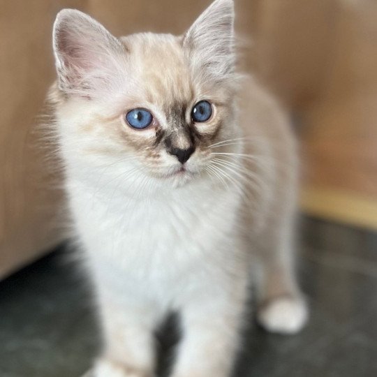 chaton Sacré de Birmanie Amour Chatterie Félin D’intérieur