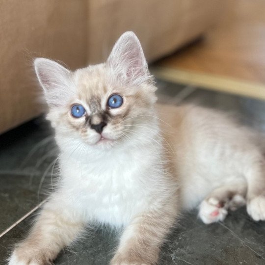 chaton Sacré de Birmanie Amour Chatterie Félin D’intérieur