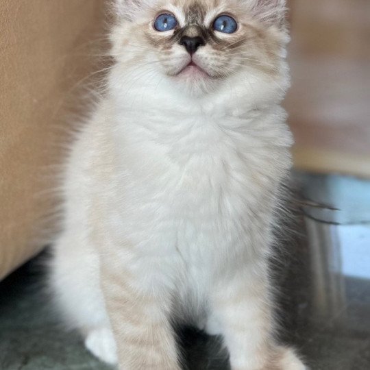 chaton Sacré de Birmanie Amour Chatterie Félin D’intérieur