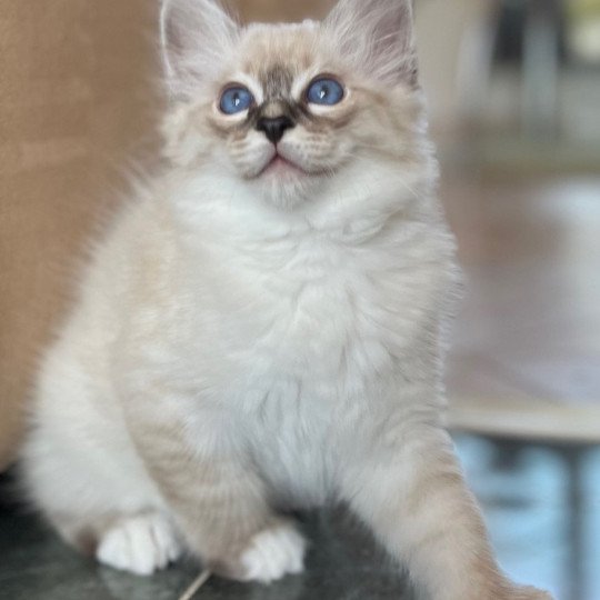 chaton Sacré de Birmanie Amour Chatterie Félin D’intérieur