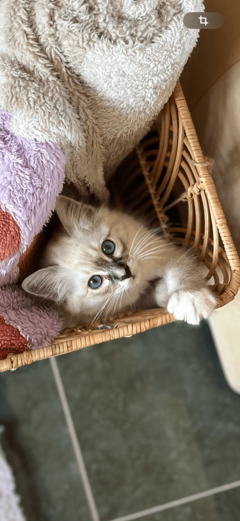 Amour Des Félins D’intérieur Mâle Sacré de Birmanie