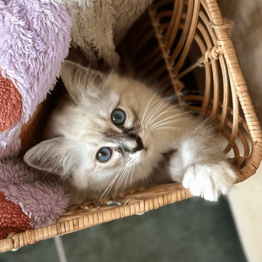 Amour Des Félins D’intérieur Mâle Sacré de Birmanie