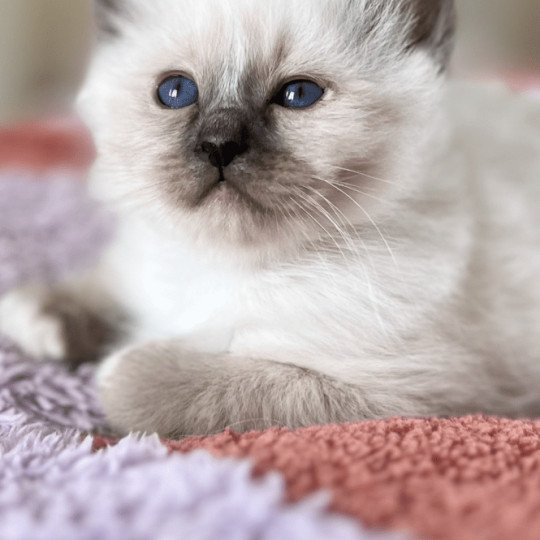chaton Sacré de Birmanie seal point Aimé Chatterie Félin D’intérieur