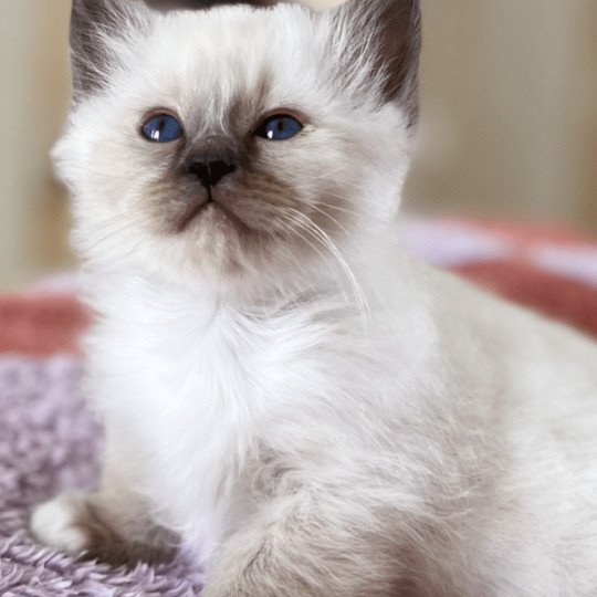 chaton Sacré de Birmanie seal point Aimé Chatterie Félin D’intérieur