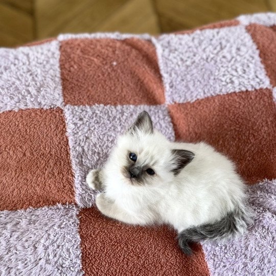 chaton Sacré de Birmanie seal point Aimé Chatterie Félin D’intérieur