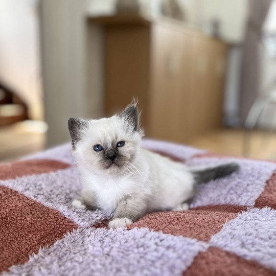 chaton Sacré de Birmanie seal point Aimé Chatterie Félin D’intérieur