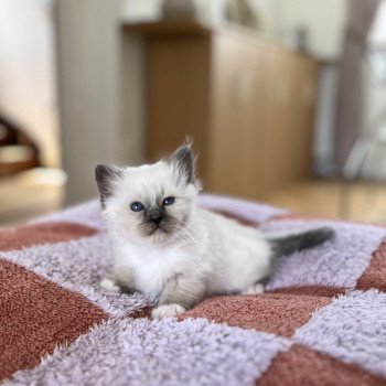 chaton Sacré de Birmanie seal point Aimé Chatterie Félin D’intérieur chaton Sacré de Birmanie seal point Aimé Chatterie Félin D’intérieur