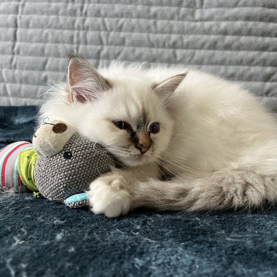 chat Sacré de Birmanie chocolate tabby point Alezia Des Saphirs De Cléau Chatterie Félin D’intérieur
