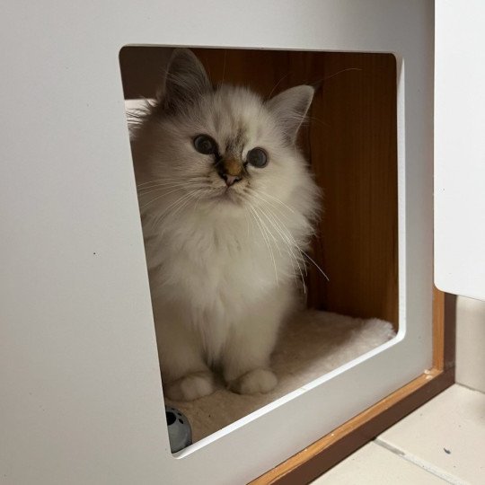 chat Sacré de Birmanie chocolate tabby point Alezia Des Saphirs De Cléau Chatterie Félin D’intérieur