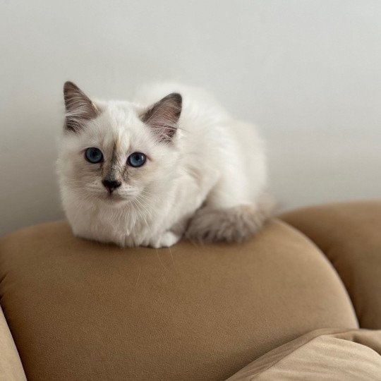 chat Sacré de Birmanie blue tortie point Anna Bella Chatterie Félin D’intérieur