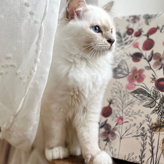 Anna Bella De la Castelanne D’azun Femelle Sacré de Birmanie