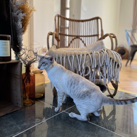 SILVER Mâle Siamese Shorthair