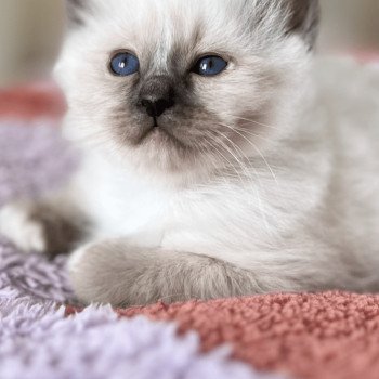 Chaton Sacré de Birmanie OLYA ❤ Ocean 2025 Chatterie Félin D’intérieur Chaton Sacré de Birmanie OLYA ❤ Ocean 2025 Chatterie Félin D’intérieur